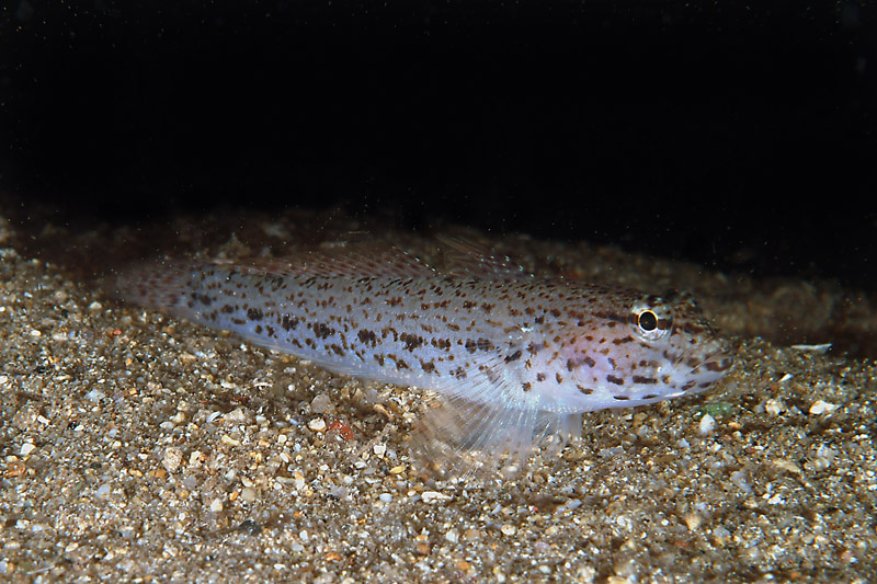 Gobius fallax e Gobius incognitus da Numana